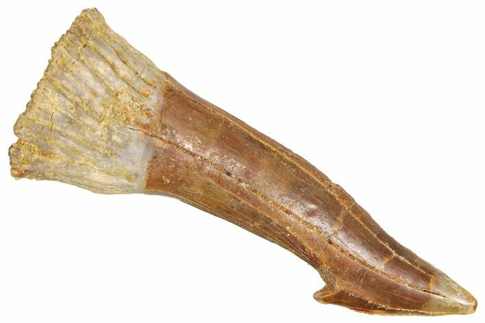 Fossil Sawfish (Onchopristis) Rostral Barb - Morocco #366708